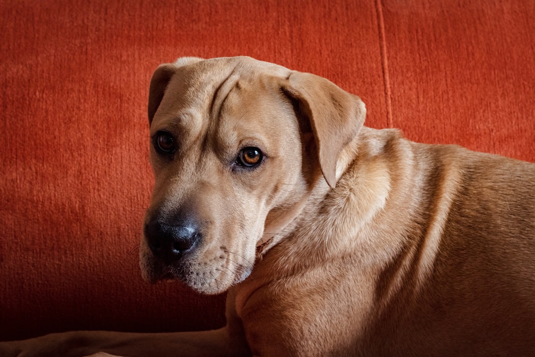 short-coated brown dog