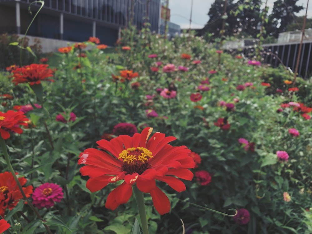 red petaled flower field