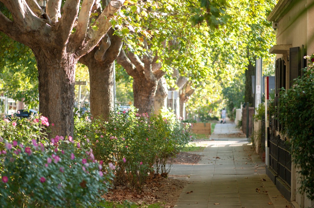 green-leafed trees and pants