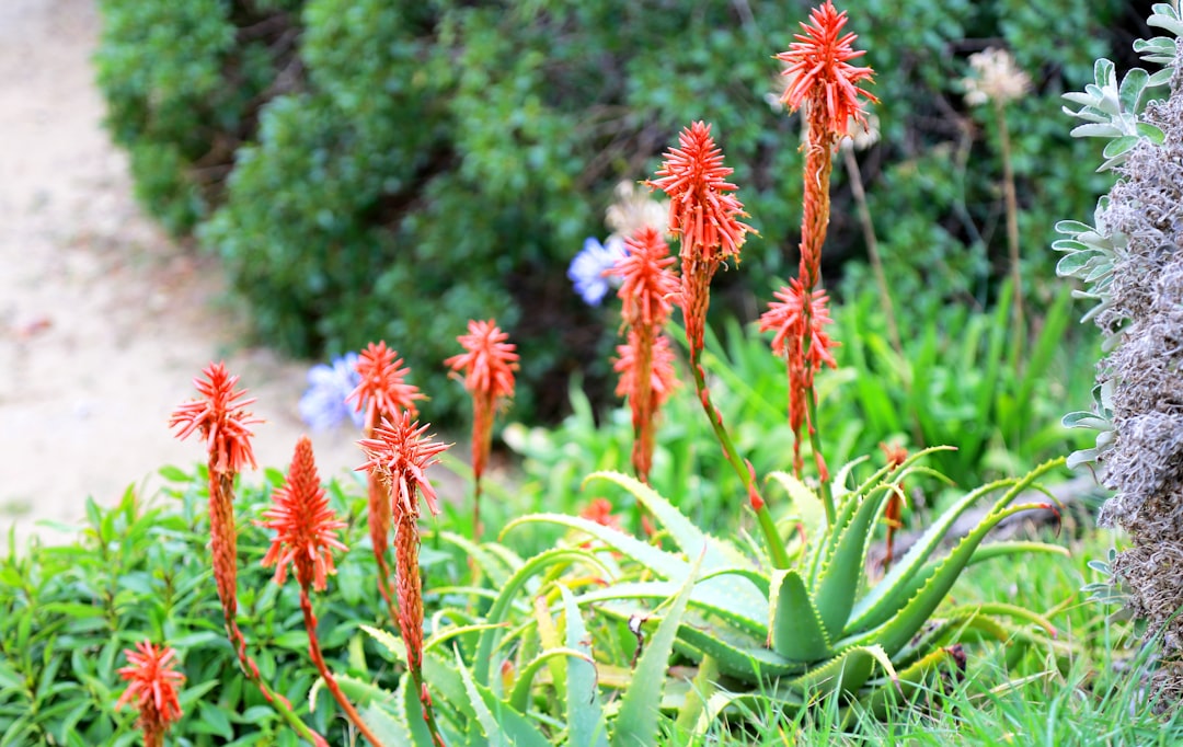 orange petaled flowers