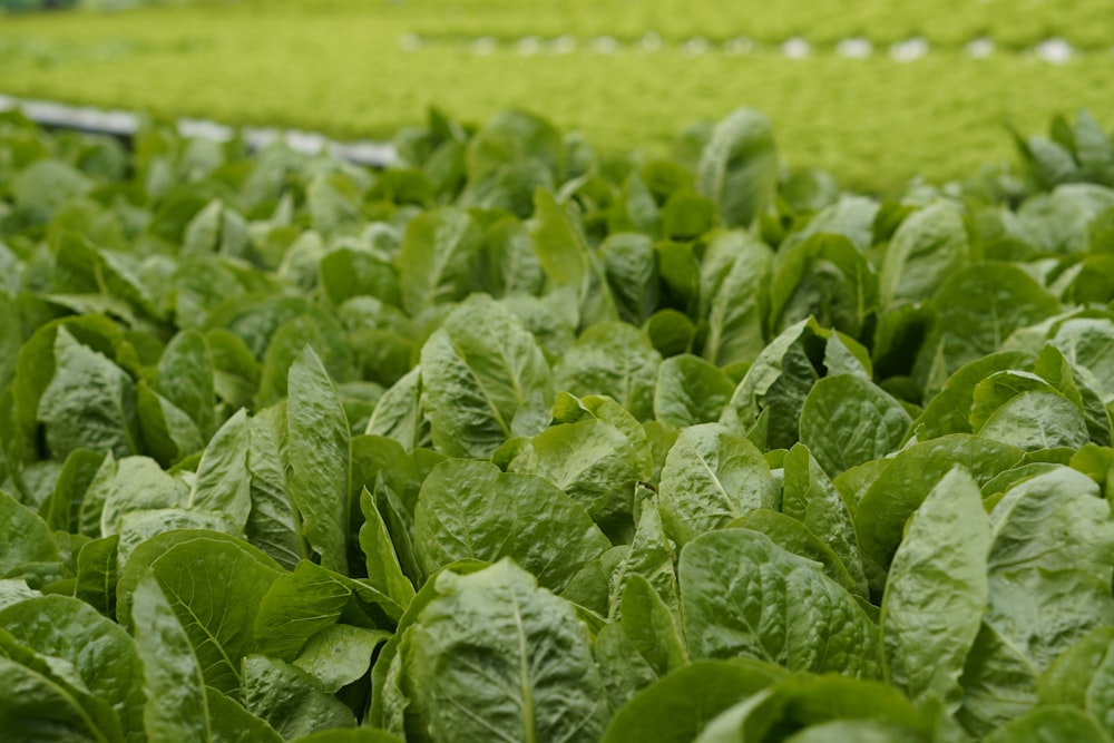 green-leafed plant