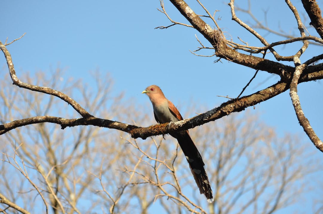 brown bird