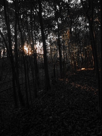 Sunlight filters through dense forest trees, casting dappled light and shadows on the forest floor. The scene appears dark with a focus on the interplay of light and shadow.