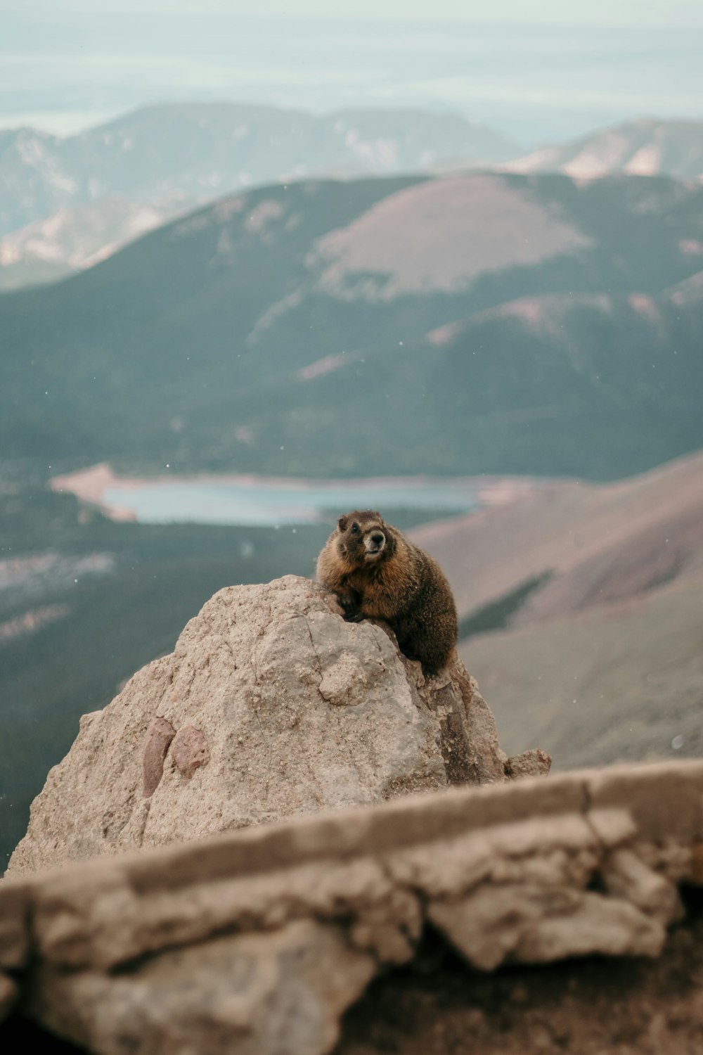 brown beaver on brown rock