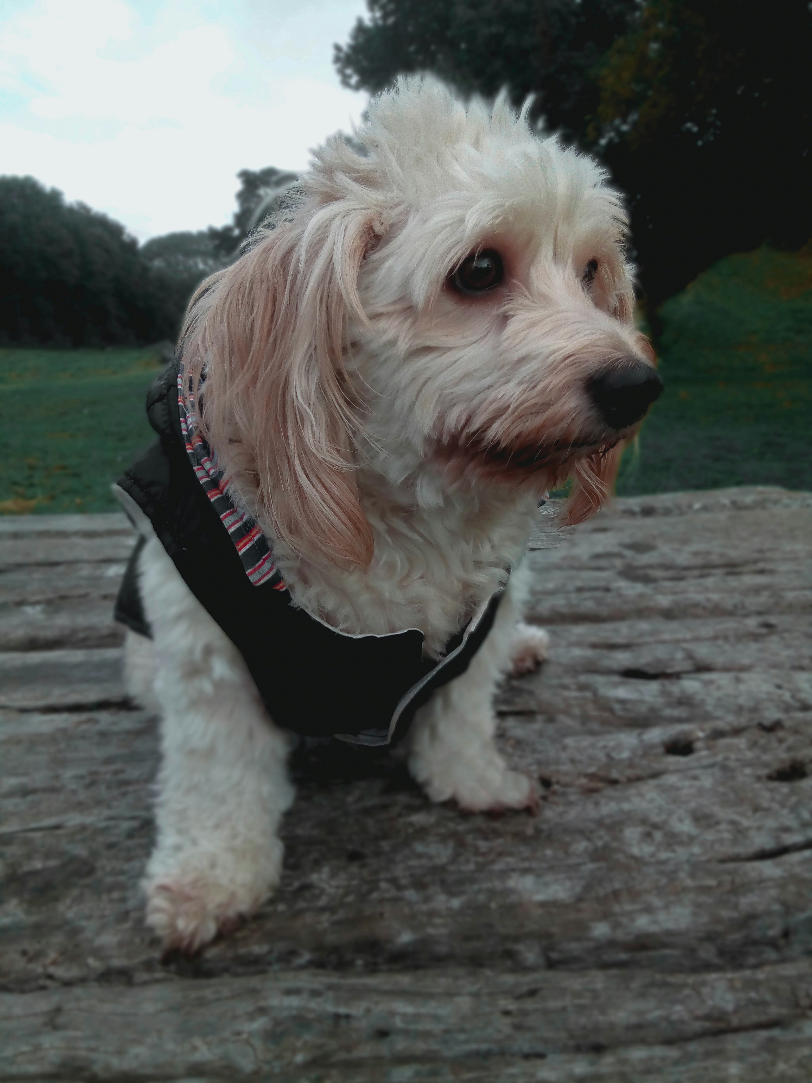 Chaleco Perruno Coqueto