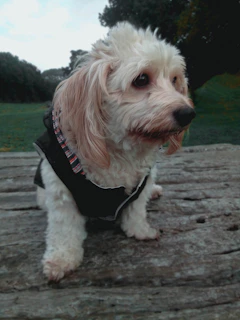 A cheerful small dog wearing a colorful handmade vest posing in a sunny garden.