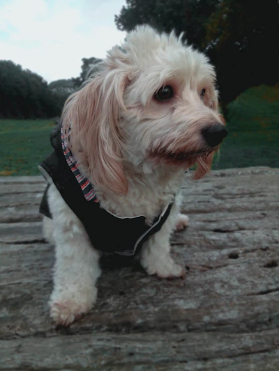 A cheerful small dog wearing a colorful handmade vest posing in a sunny garden.