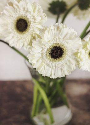 closeup photo of white petaled flowers