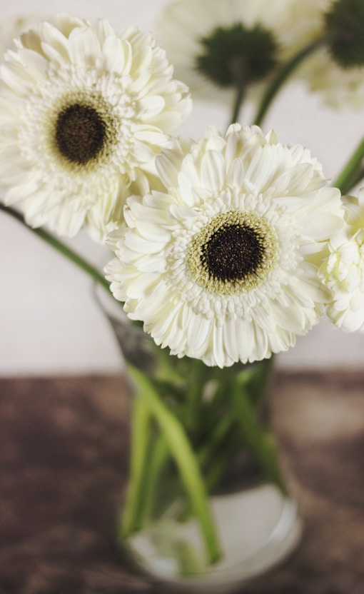 closeup photo of white petaled flowers