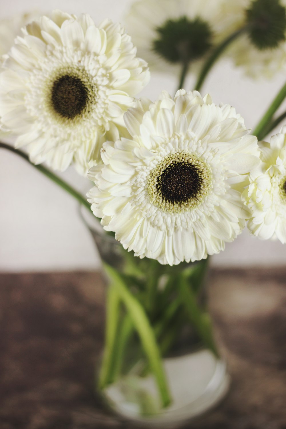 foto de closeup de flores brancas de pétalas