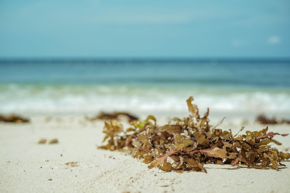 a bunch of seaweed on a beach with the ocean in the background