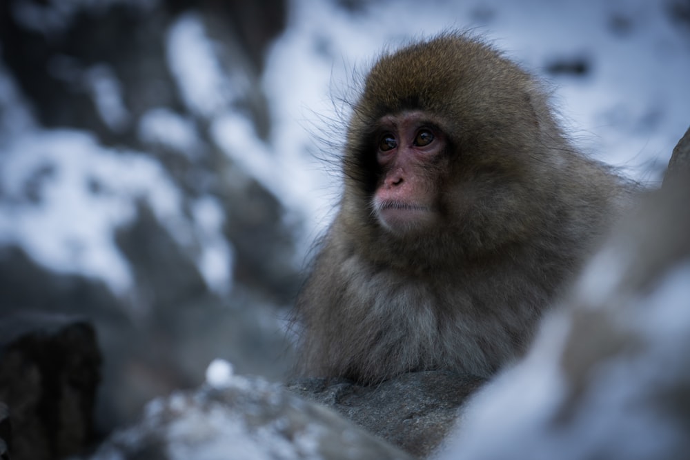selective focus photography of gray monkey looking at right side