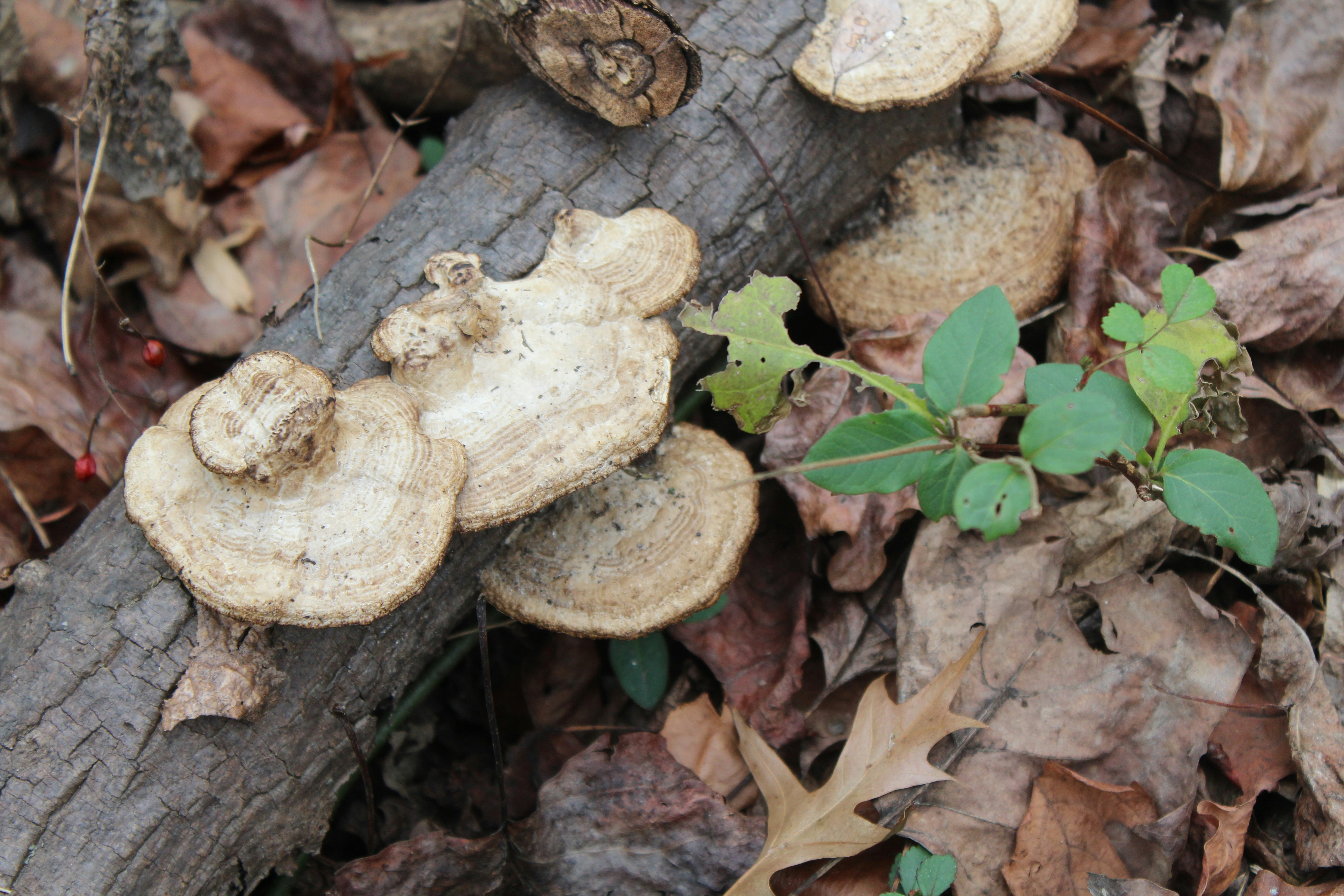 Photo by ravenclawarrow