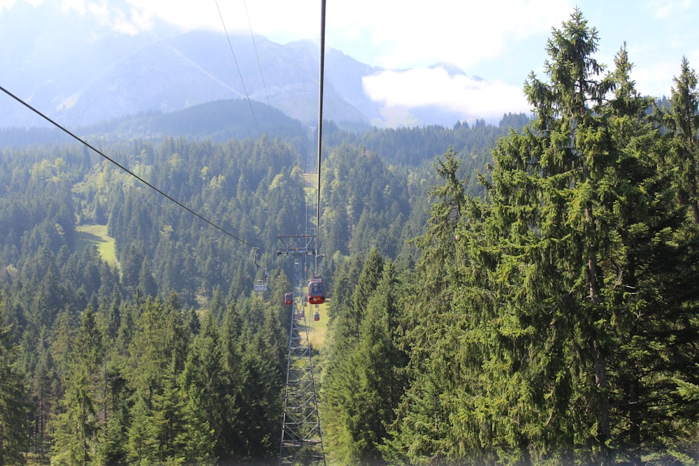 green trees during daytime