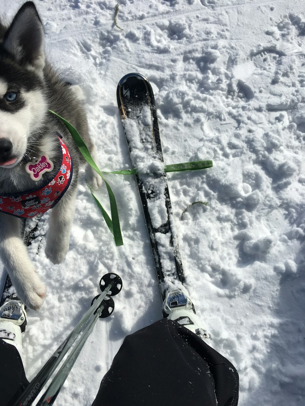 adult Siberian husky in snowy field