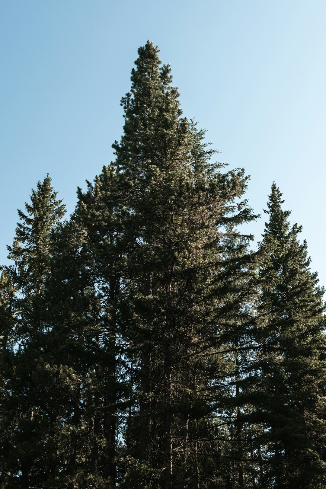 green trees during daytime