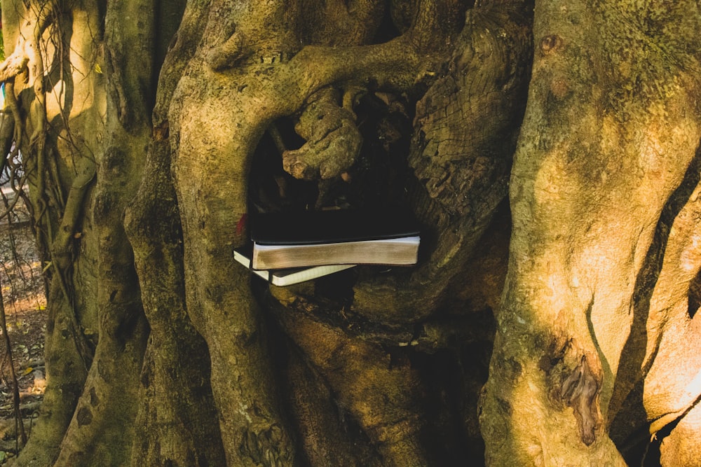 a book is in the middle of a tree