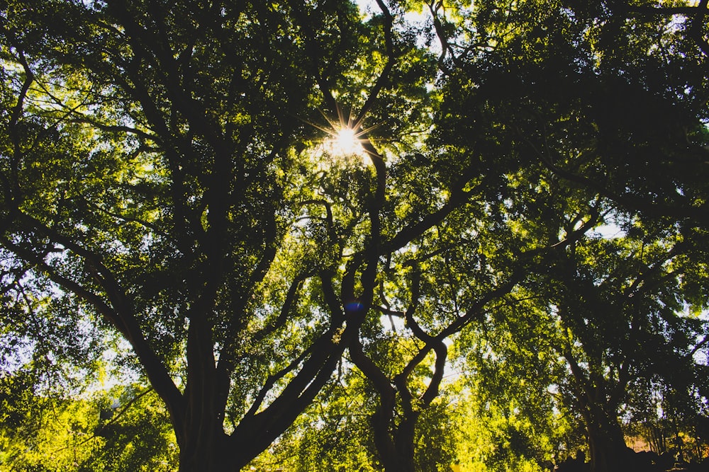 green trees during daytime