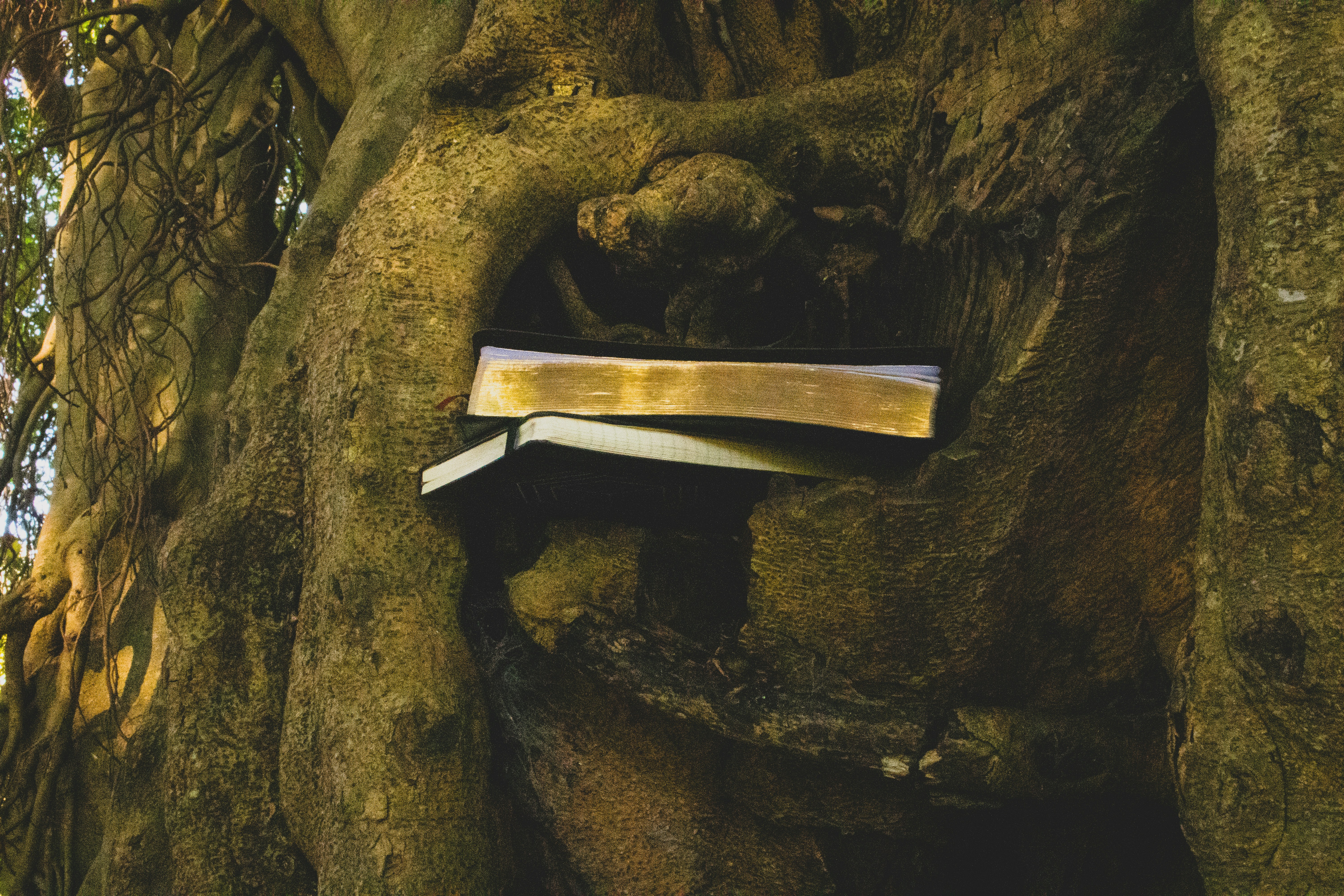 two black and white books