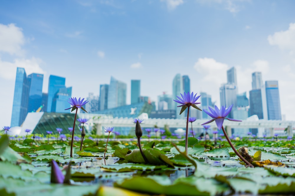 blue lotus flowers in bloom