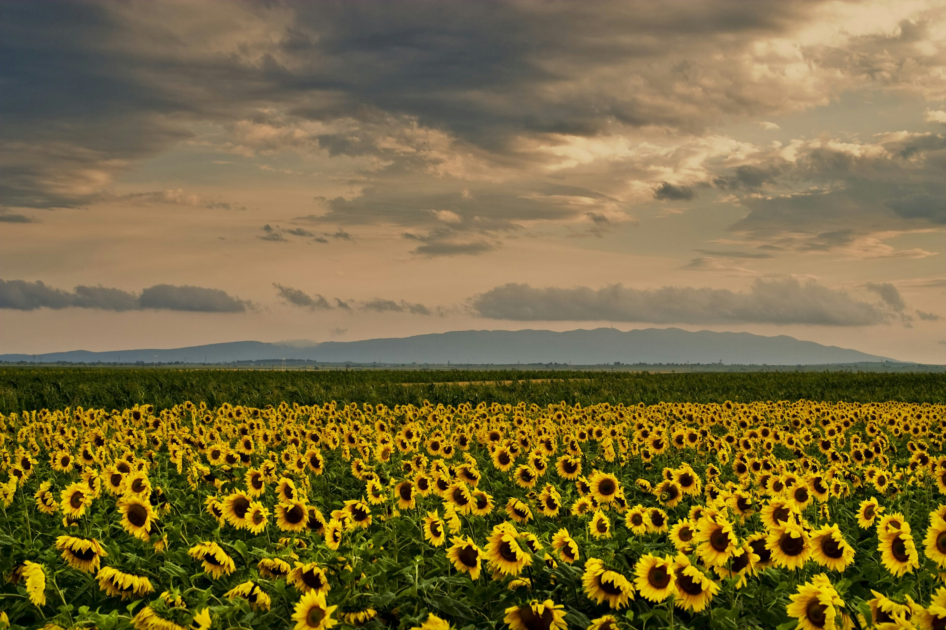 Beet aus Sonnenblumen