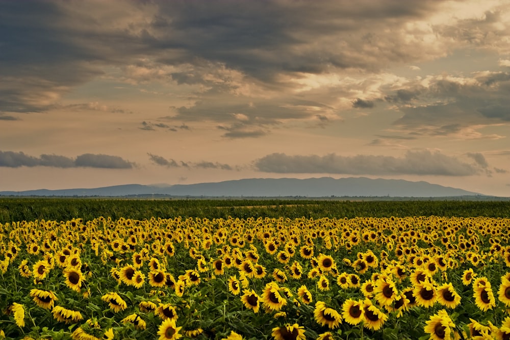 bed of sunflowers