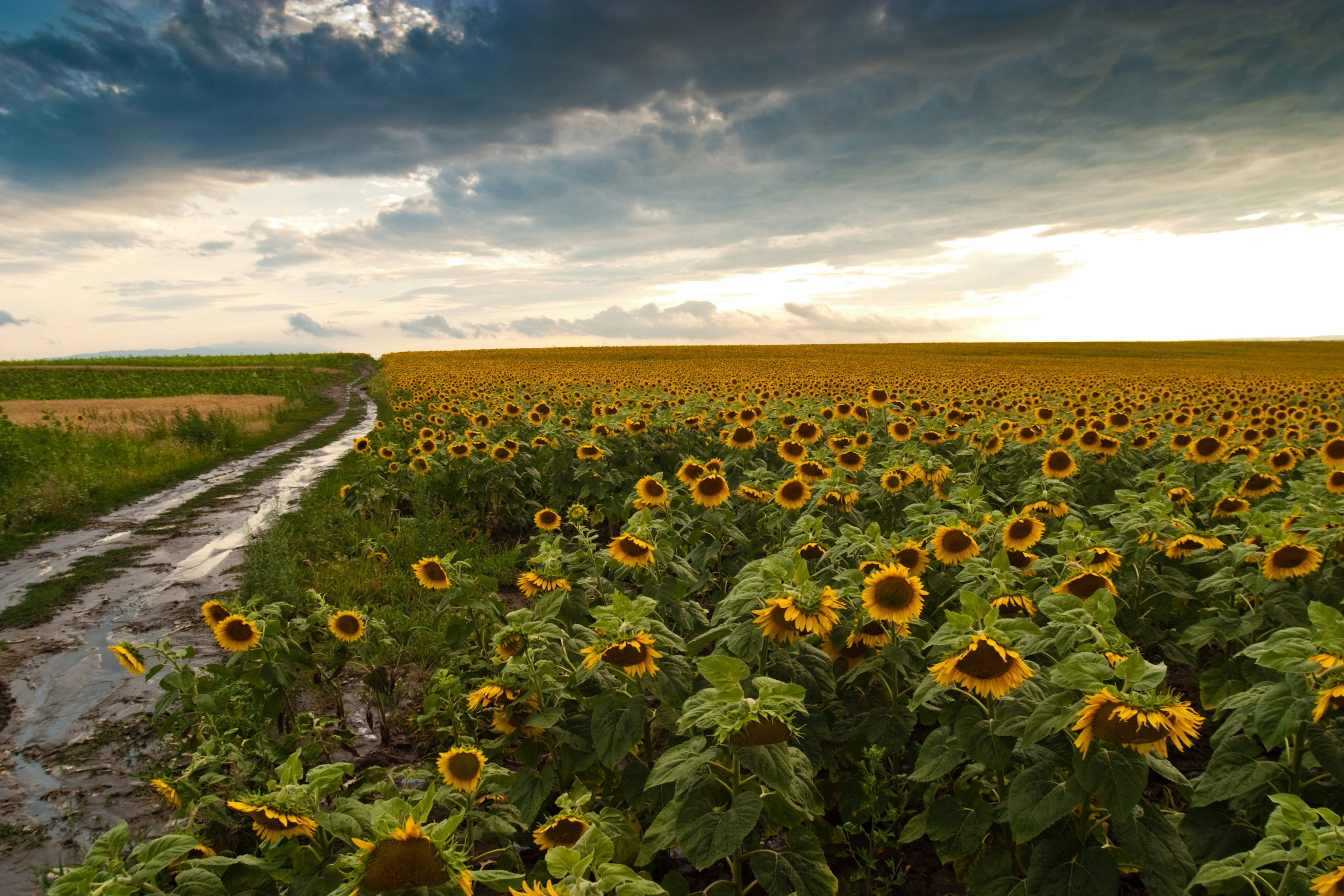 Gelbe Sonnenblumen Nahaufnahme