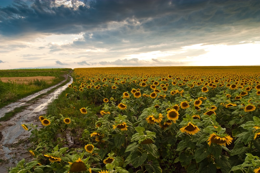 yellow sunflowers close-up photography