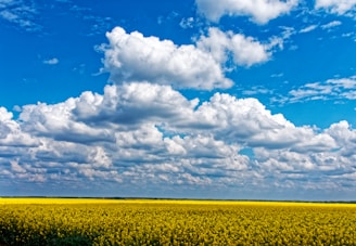 yellow flower field during daytime