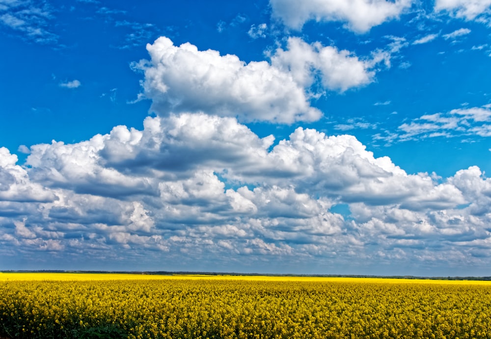 yellow flower field during daytime