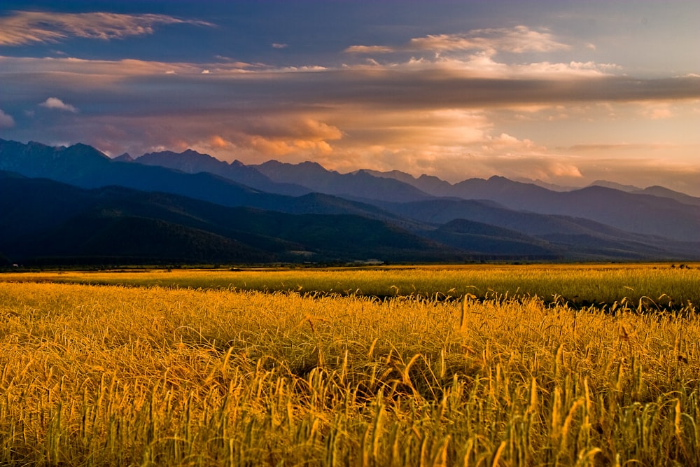 brown field during golden hour