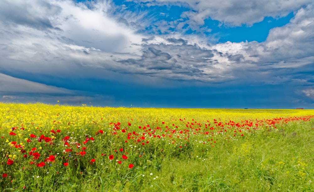 bed of flowers