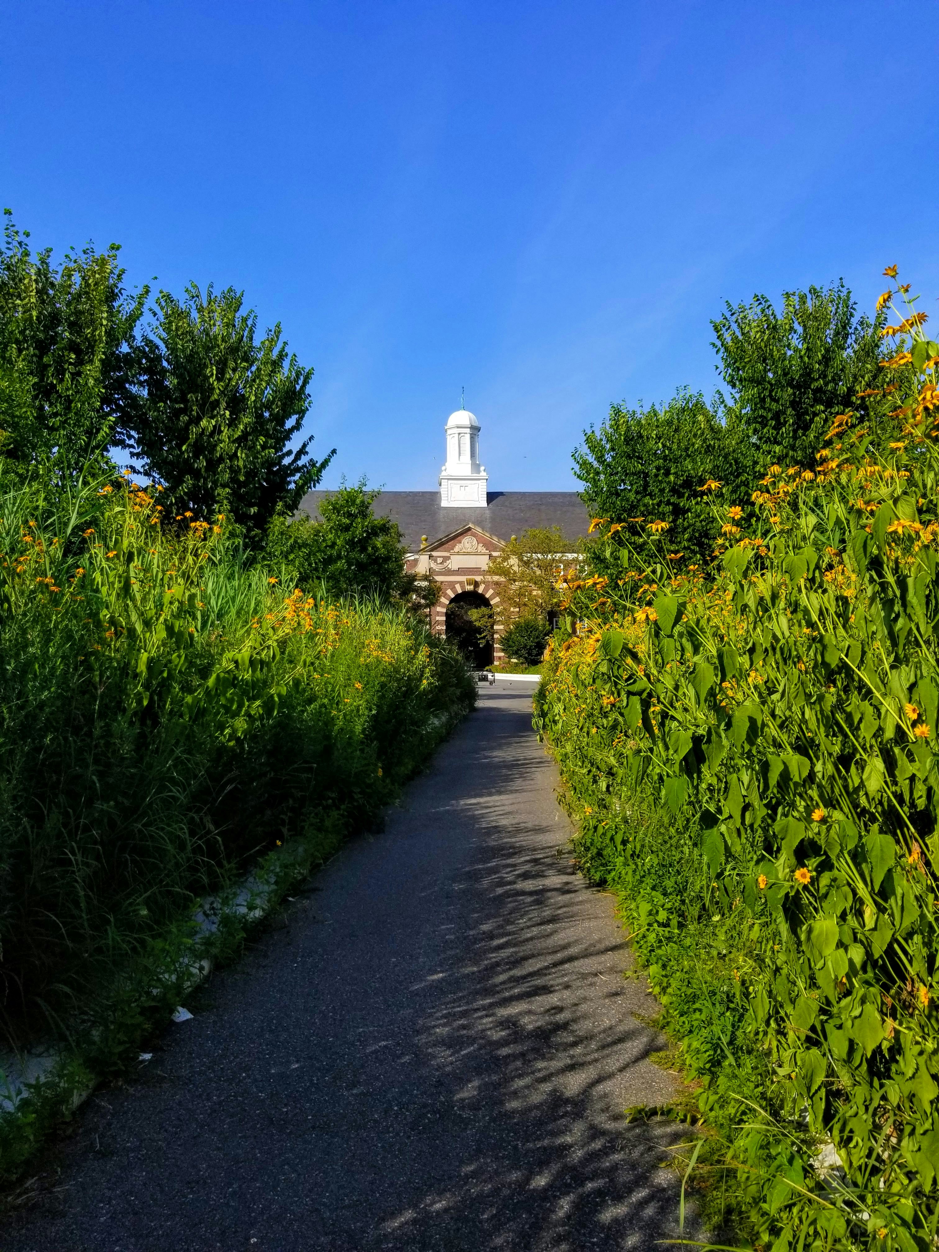 yellow flowers beside road