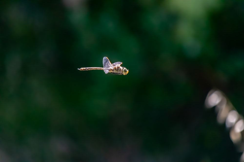 brown dragonfly flying