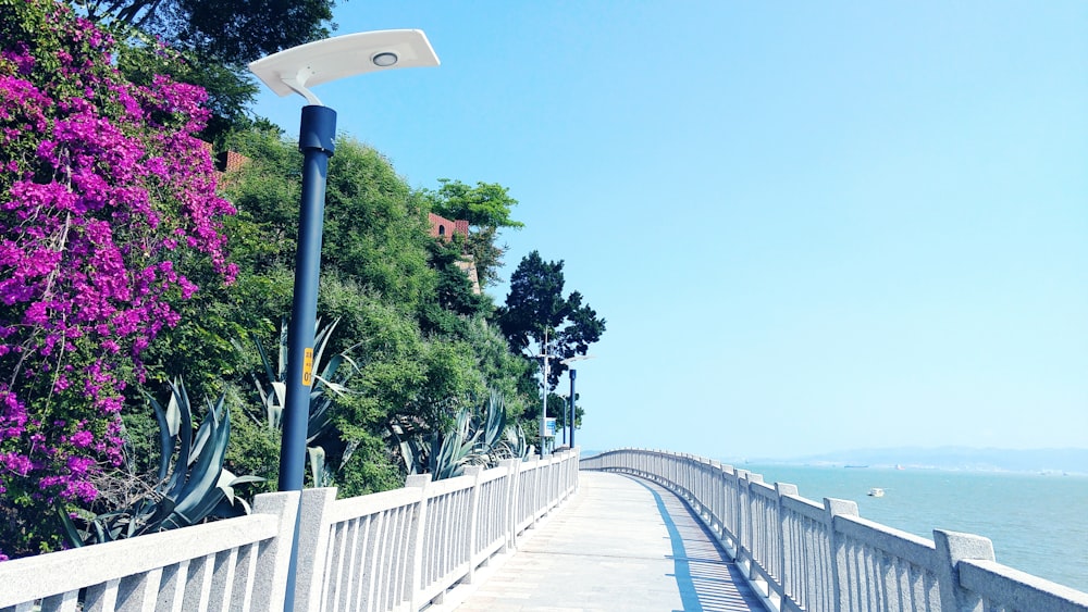 white walkway and assorted-color plants near body of water