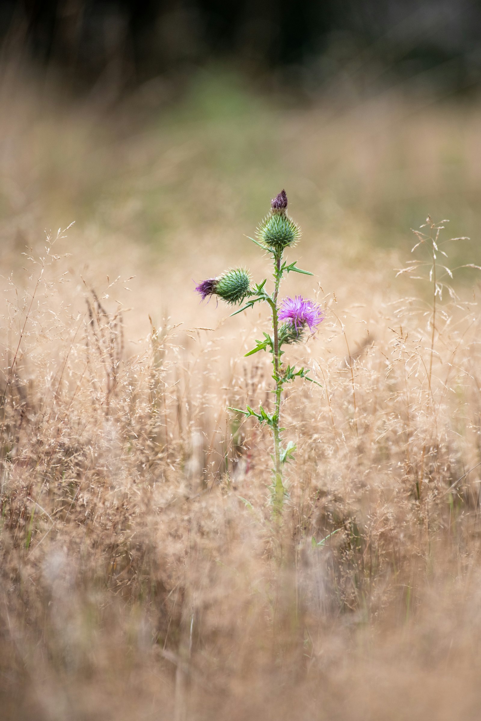 Nikon D850 + Nikon AF-S Nikkor 200-500mm F5.6E ED VR sample photo. Purple-petaled flower photography