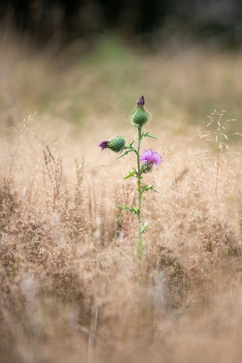 purple-petaled flower