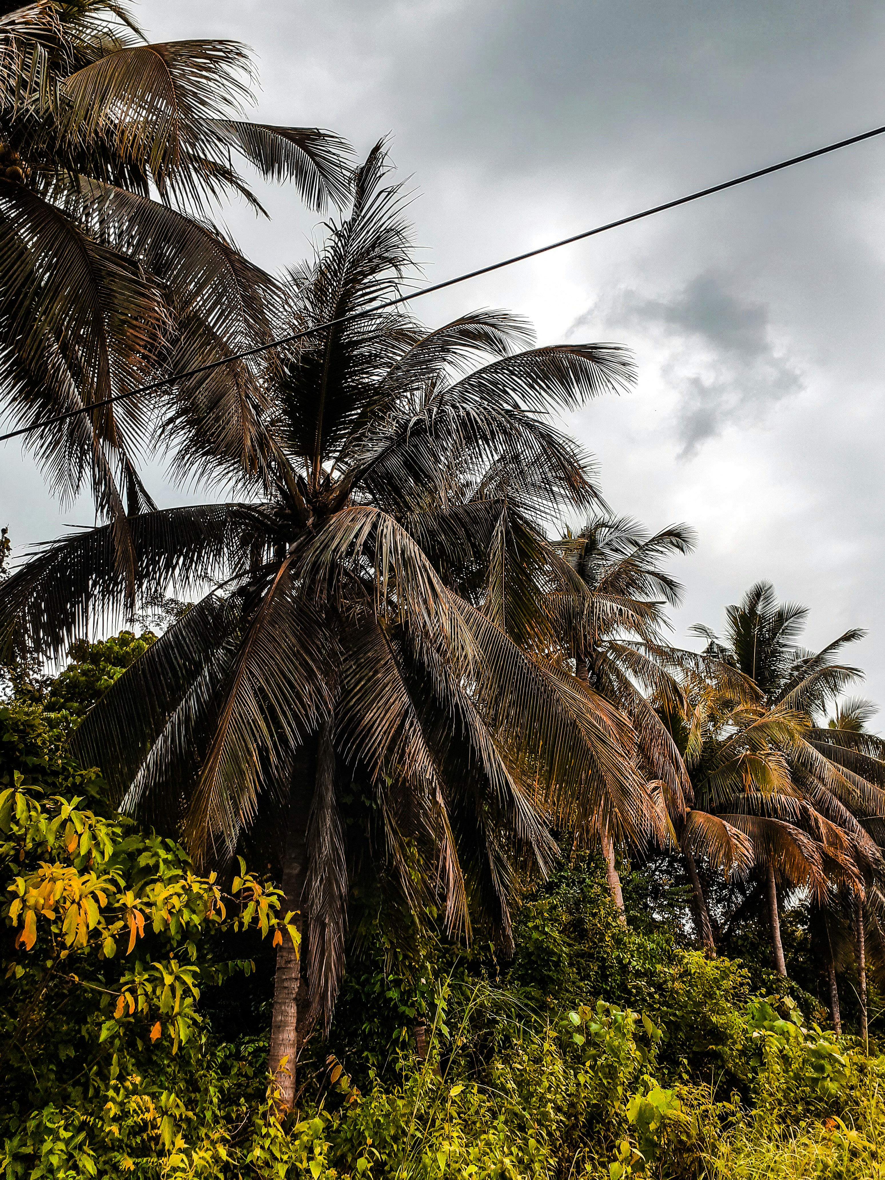 green coconut palm trees