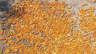 A large number of yellow and orange corn cobs are spread out on a concrete surface, seemingly drying under the sun. Shadows from nearby objects or structures partially fall over some parts of the corn.