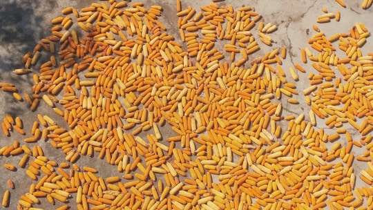 A large number of yellow and orange corn cobs are spread out on a concrete surface, seemingly drying under the sun. Shadows from nearby objects or structures partially fall over some parts of the corn.
