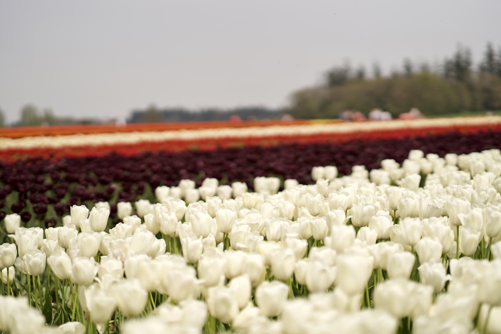 white tulip flower field