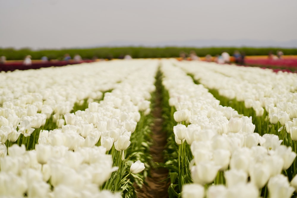 white rose flowers close-up photography