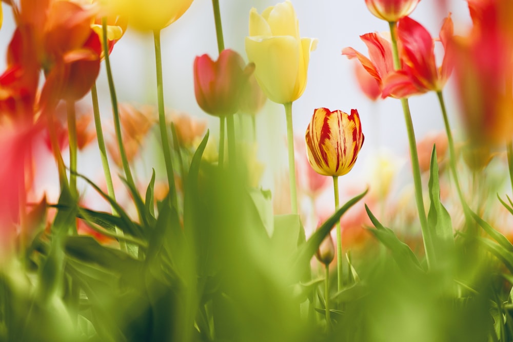 red and yellow-petaled flower