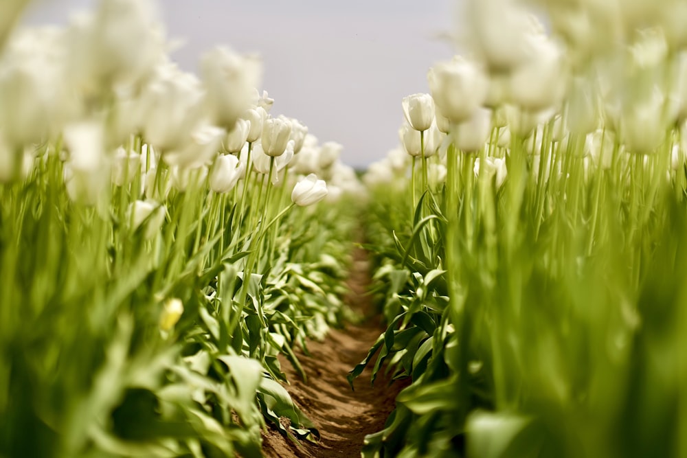 white tulip flower field