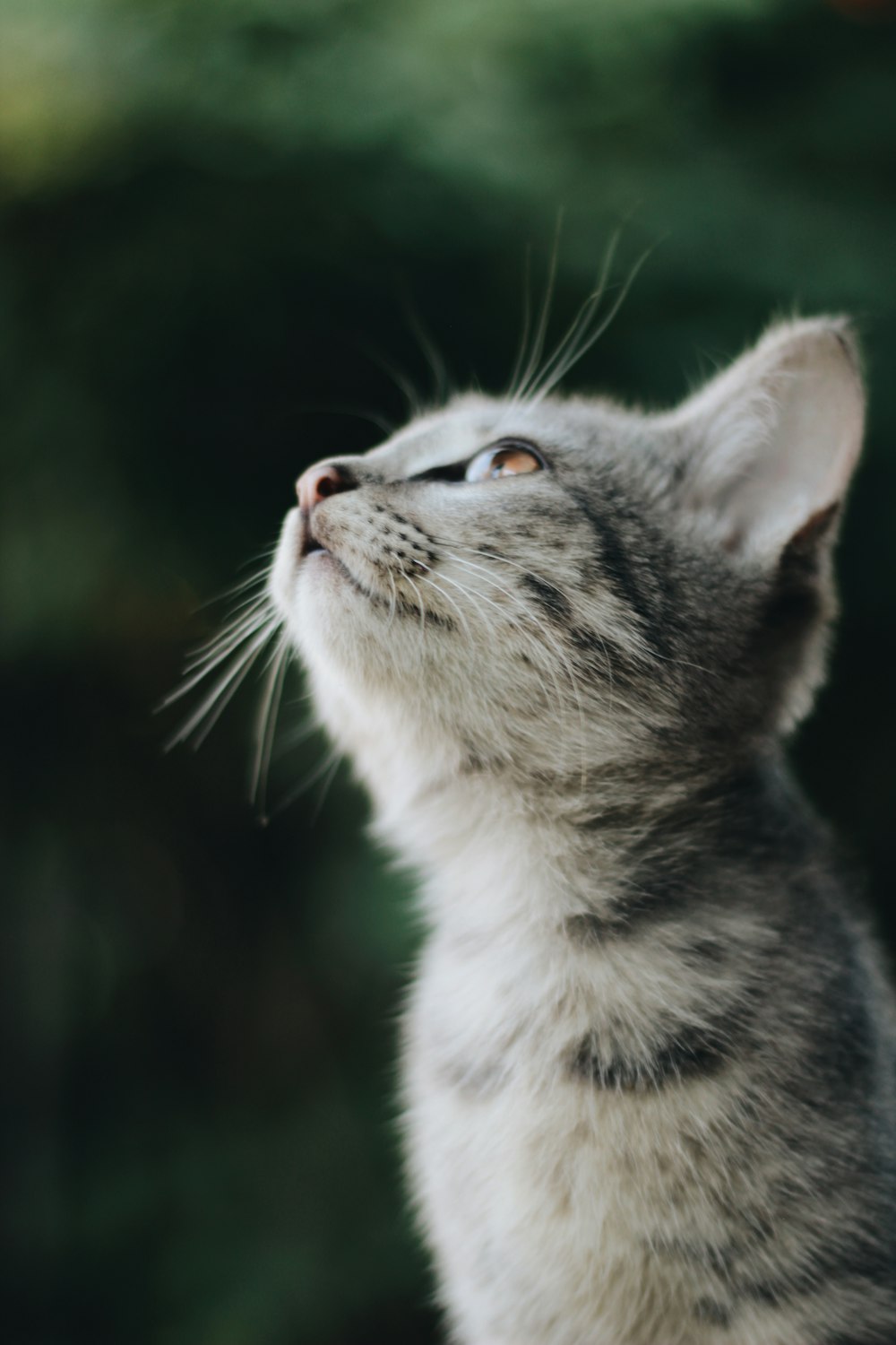 silver tabby cat