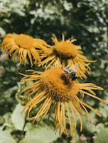 An artistic shot of honey dripping slowly onto a vibrant yellow flower, capturing abundance and natural beauty.