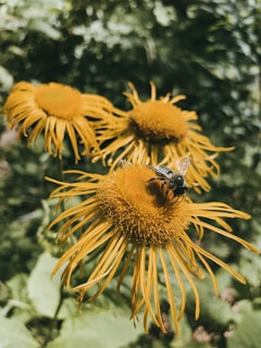 An artistic shot of honey dripping slowly onto a vibrant yellow flower, capturing abundance and natural beauty.