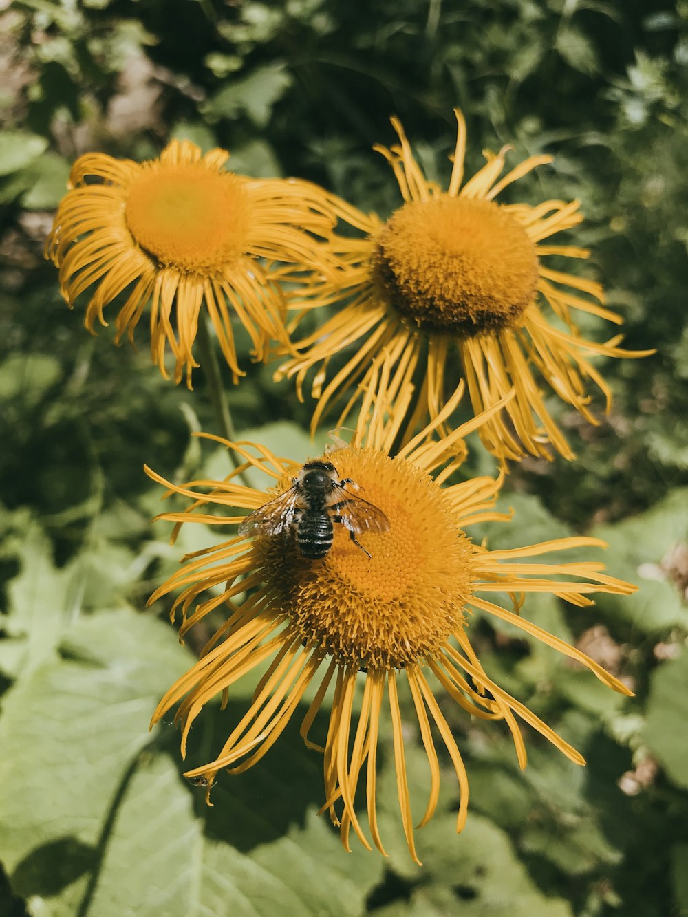 three yellow cluster flowers