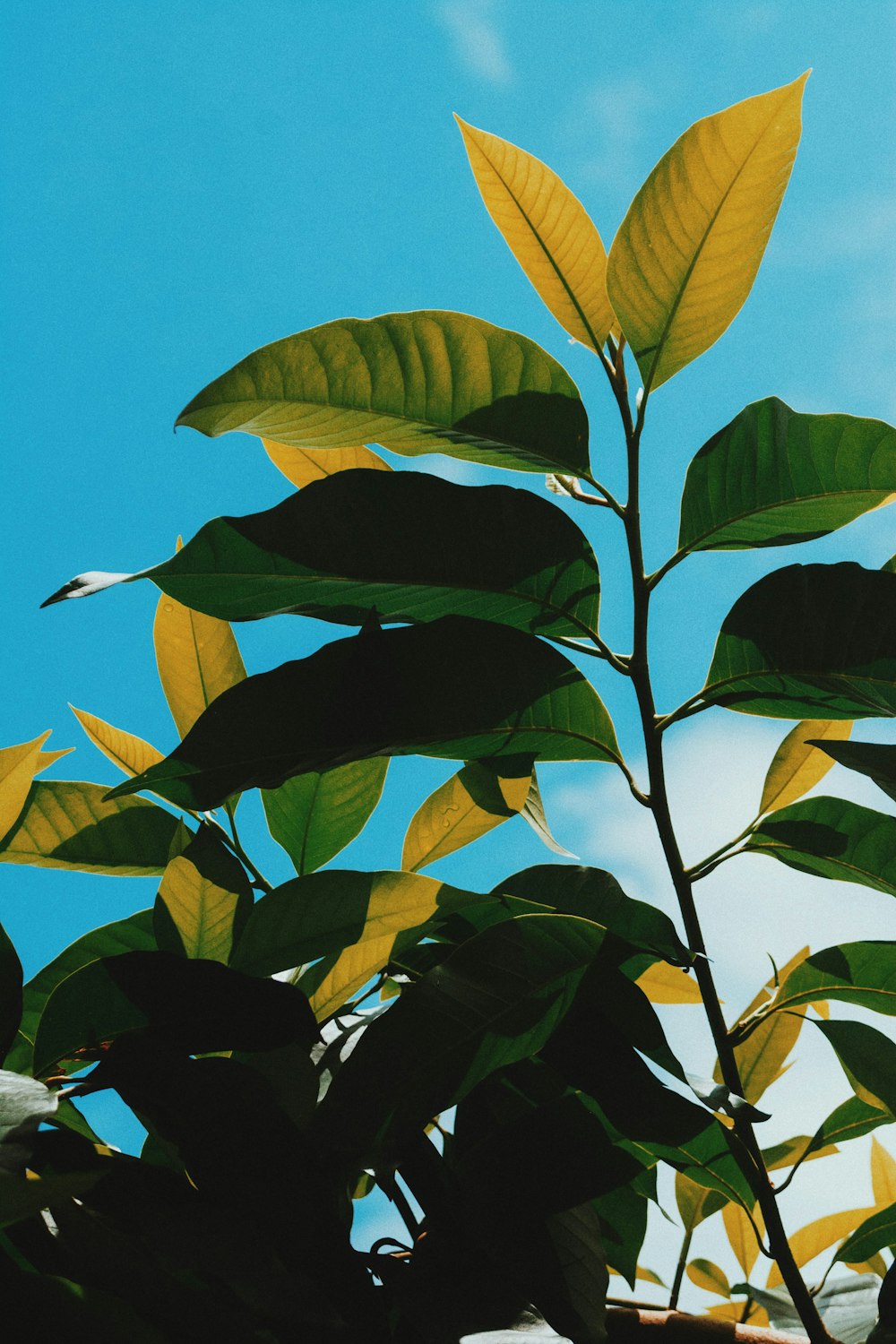 green-leafed plant during daytime