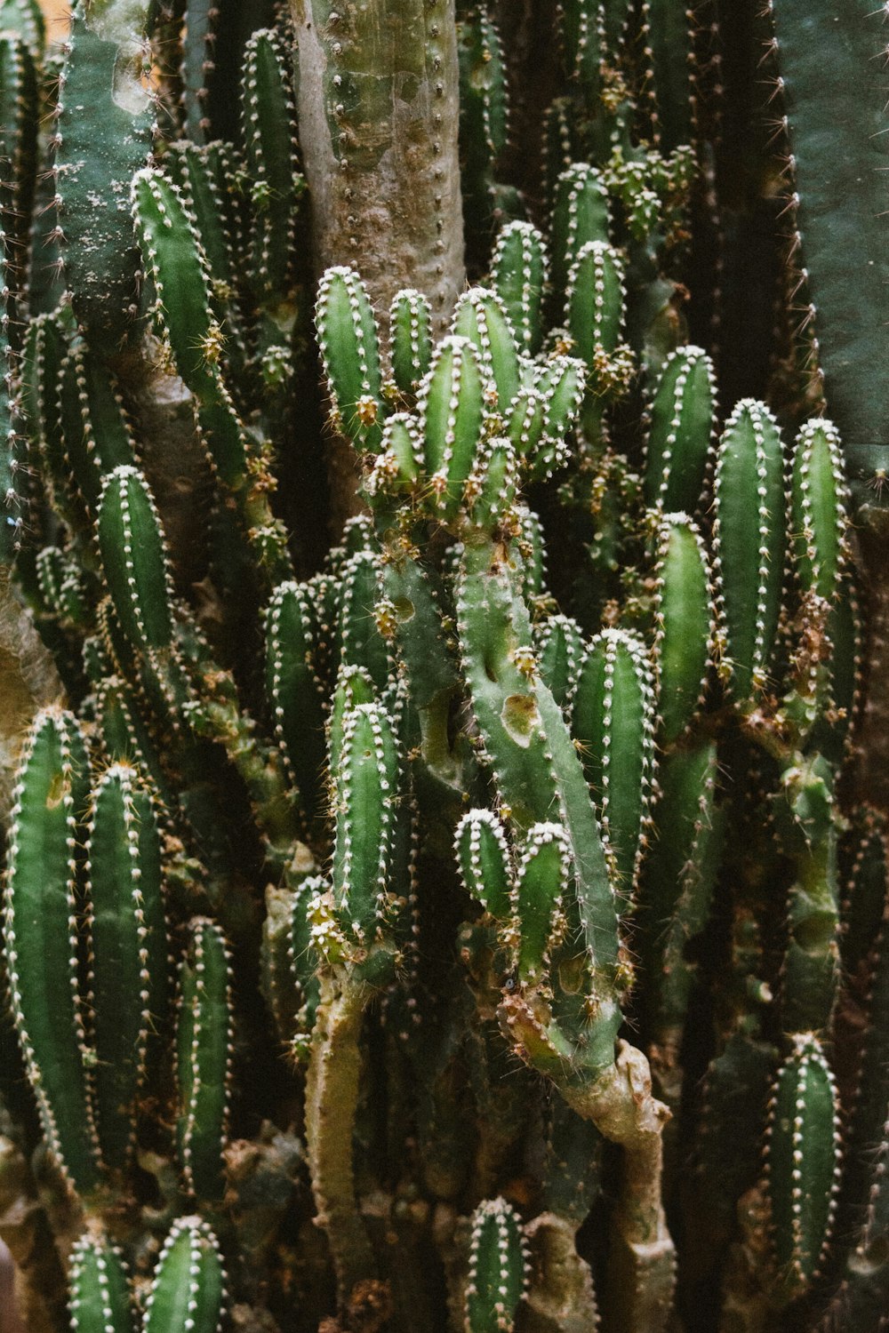 green cacti